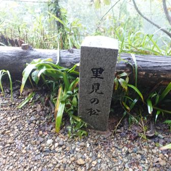 里見の松。