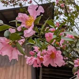 ピンクのサザンカも満開🌸