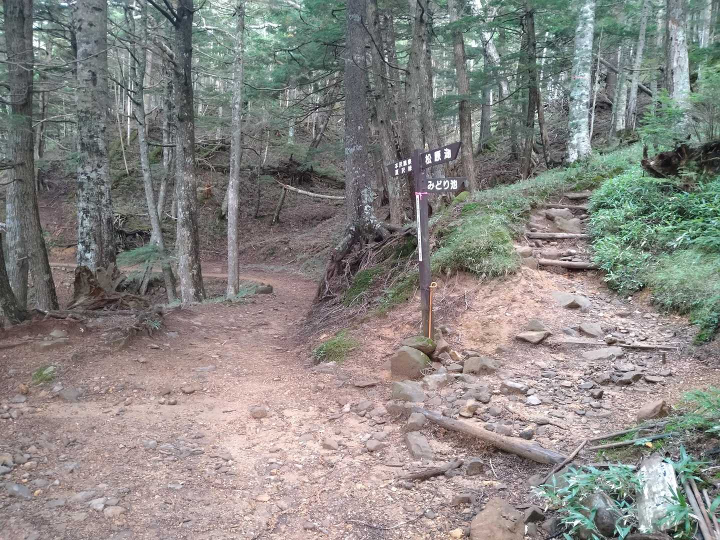 ここでみどり池からの道と合流です。