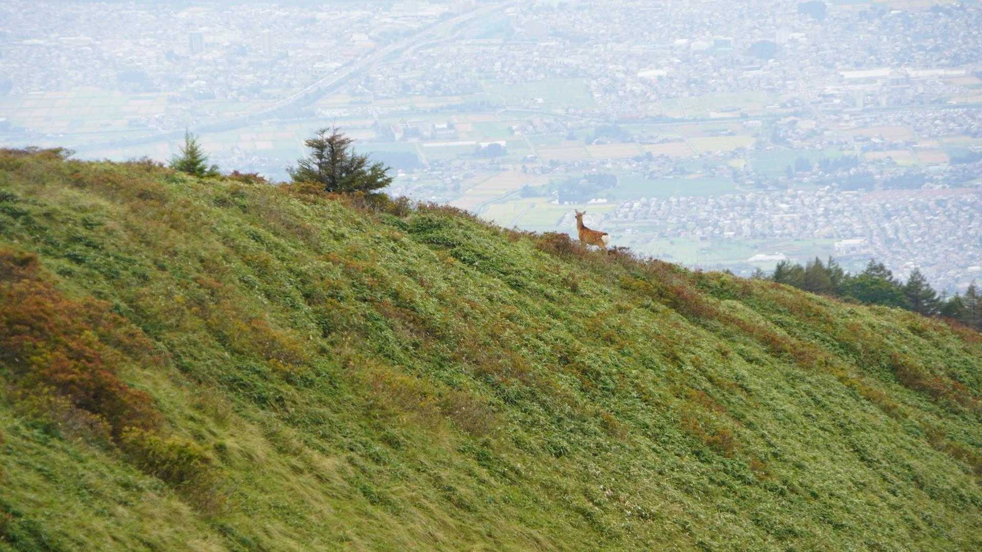 鉢伏山 往復コースの写真