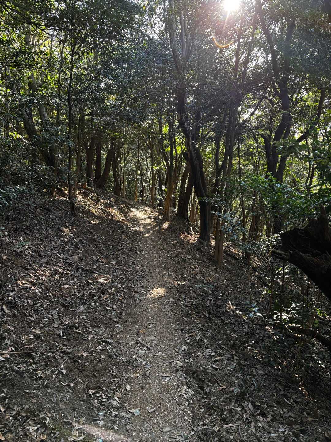 山頂から降りたところに美しいみちがある🤩