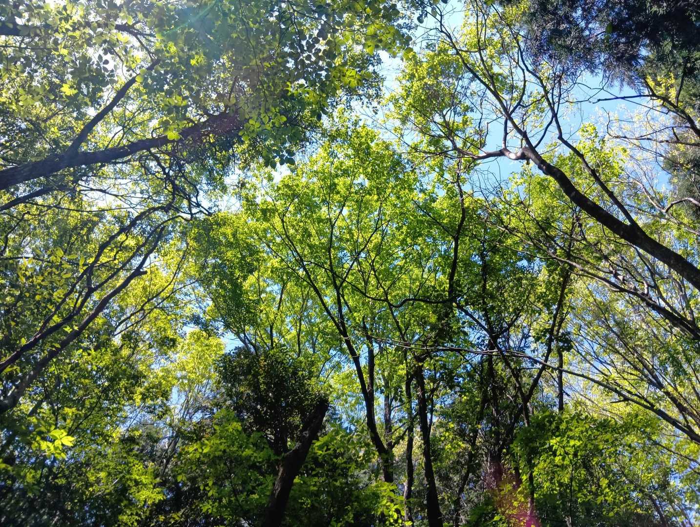 見上げると新緑が美しい🌿