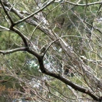 下山してたら「コンコンコン」と音が👂
コゲラが木を突いてた🐦‍⬛