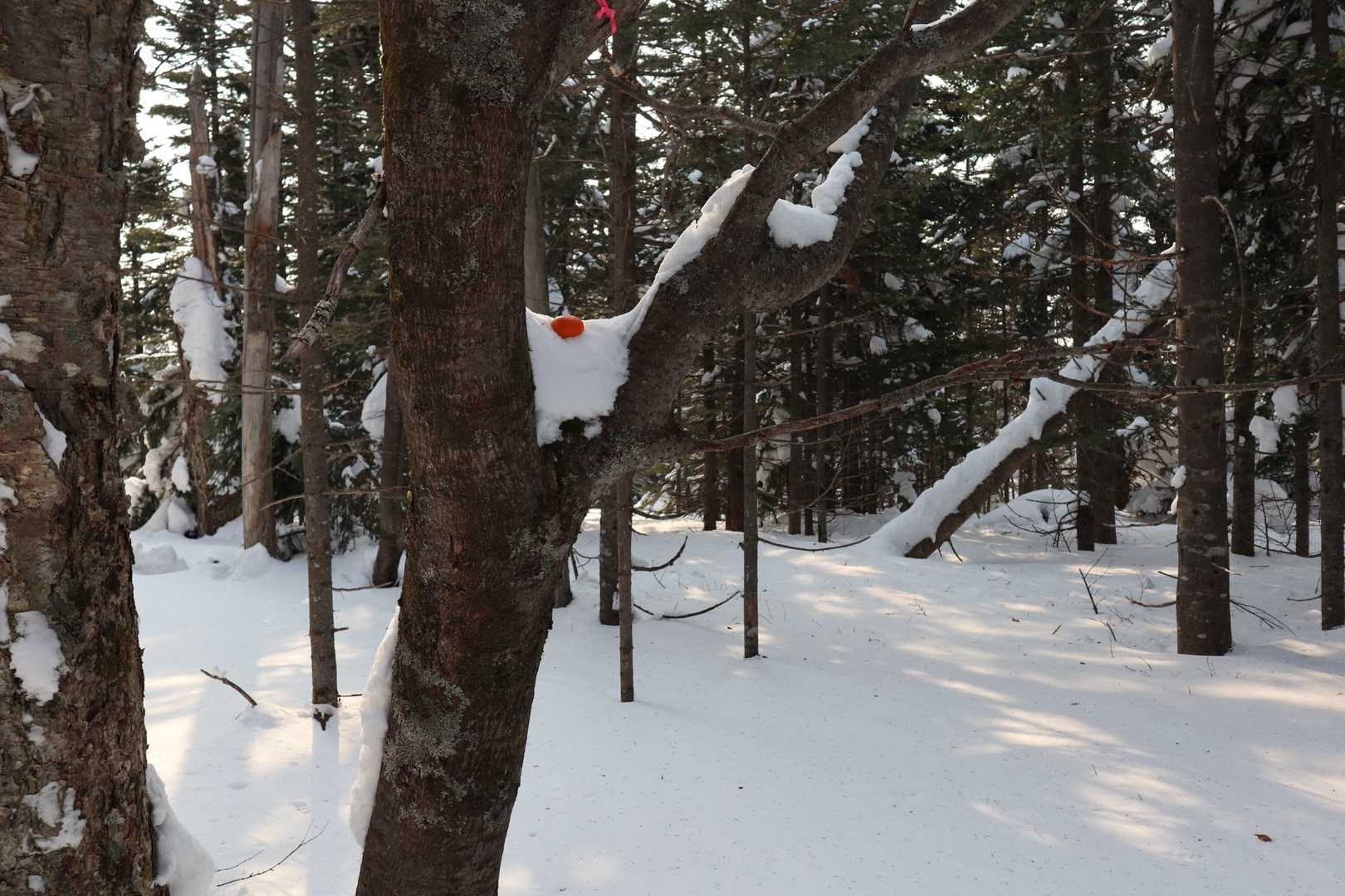 🍊載せてみました