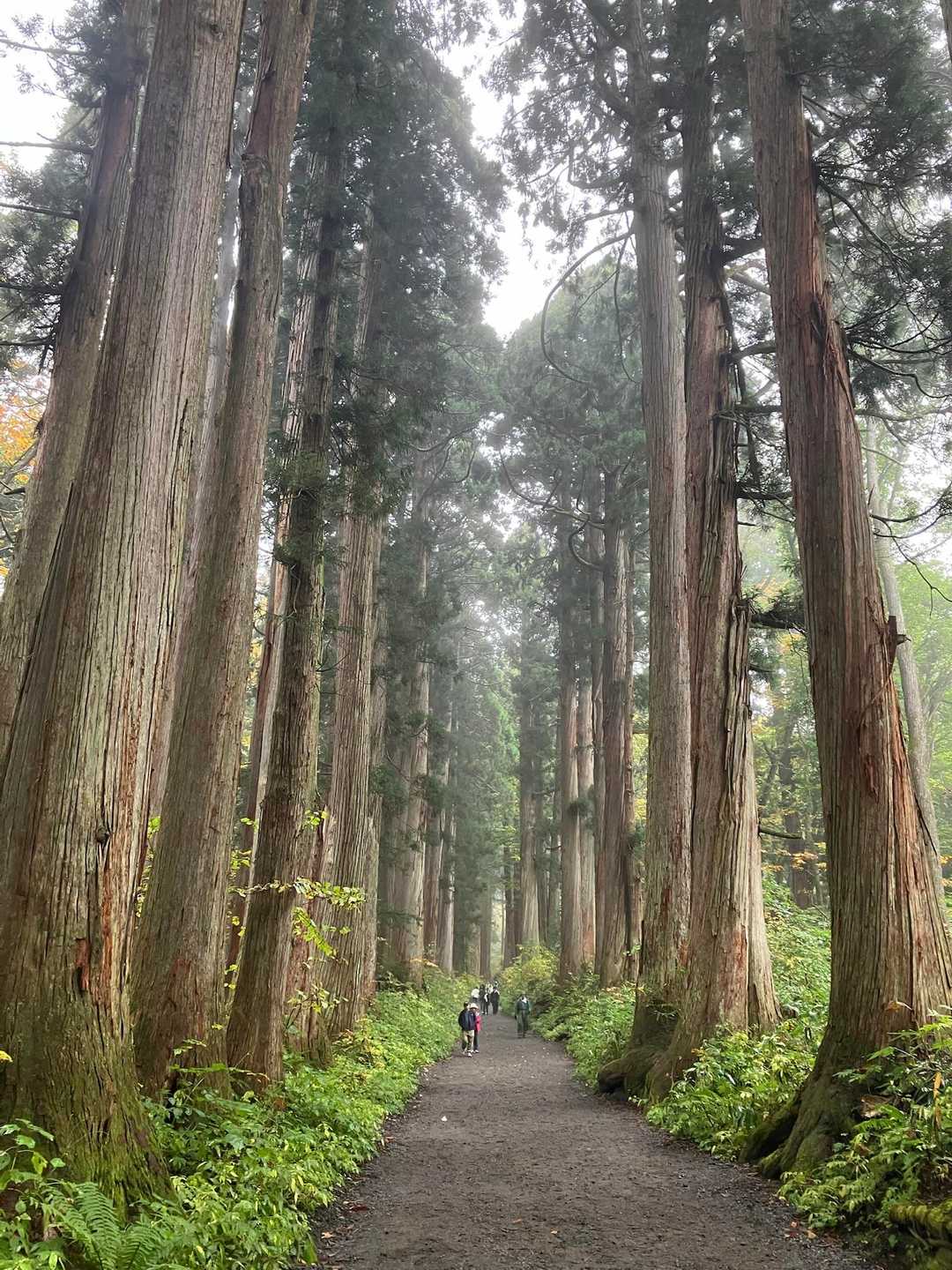 樹齢約400年だそう