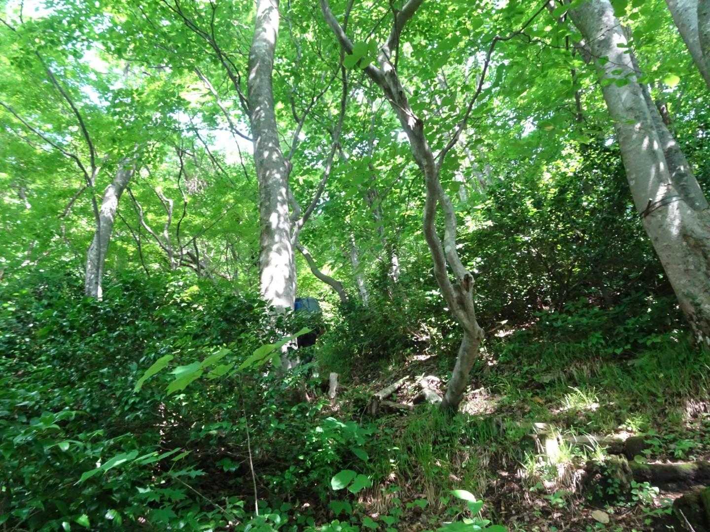 経ヶ蔵山 往復コースの写真