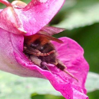 花の奥までスポッと入って蜜をもらい
そのお返しに受粉を助けています🌸🐝
