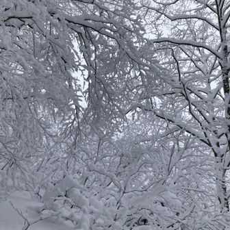 雪の花を付けたブナの木。来年はたくさん、実がつけば良いな…熊さん達のためにも
