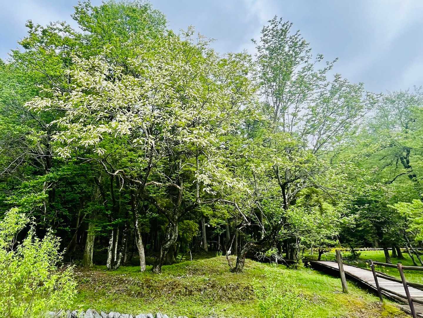 大谷山-滝谷山 往復コースの写真