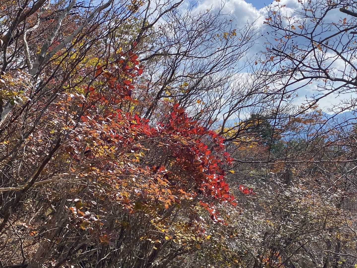 筏津登山口-東赤石山 往復コースの写真