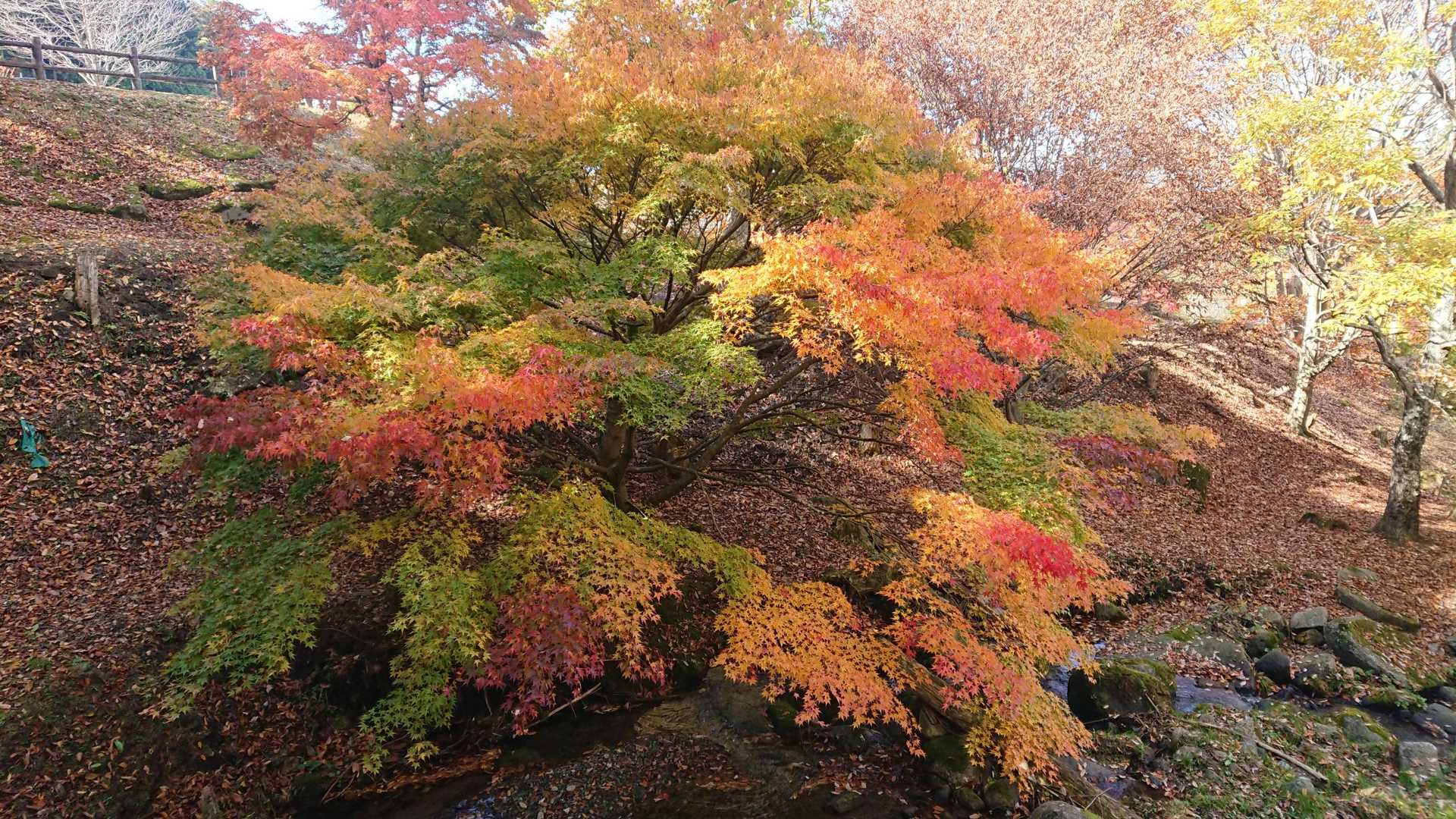 日山 周回コースの写真