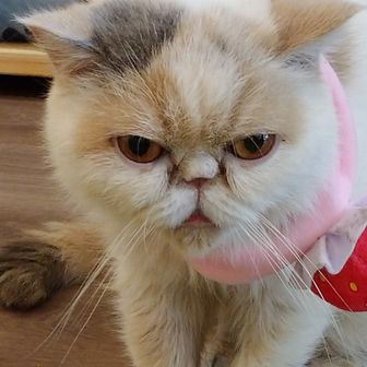 まぐ