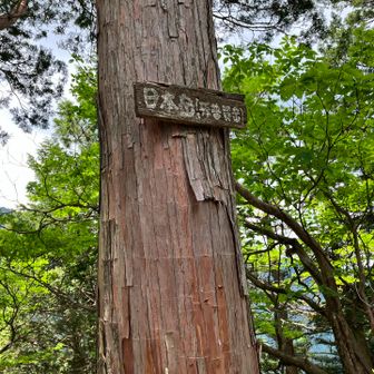 なんとか日本岳にたどり着く💦
‥が、登ったはいいが降りれない事態に😱
お二人に助けて🆘もらうという大失態🙇💦

追記🌟
この標識にはよく見ると
日本岳（孫普賢岳）とかかれています❗️
このグレー🩶ピークは
どうやら孫普賢岳のピークでした🙇