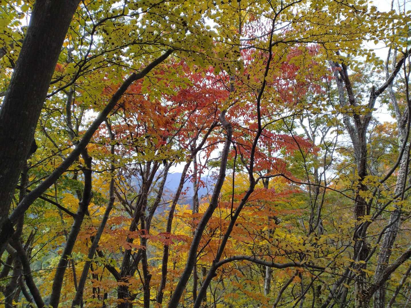 紅葉がやっと始まってきてます