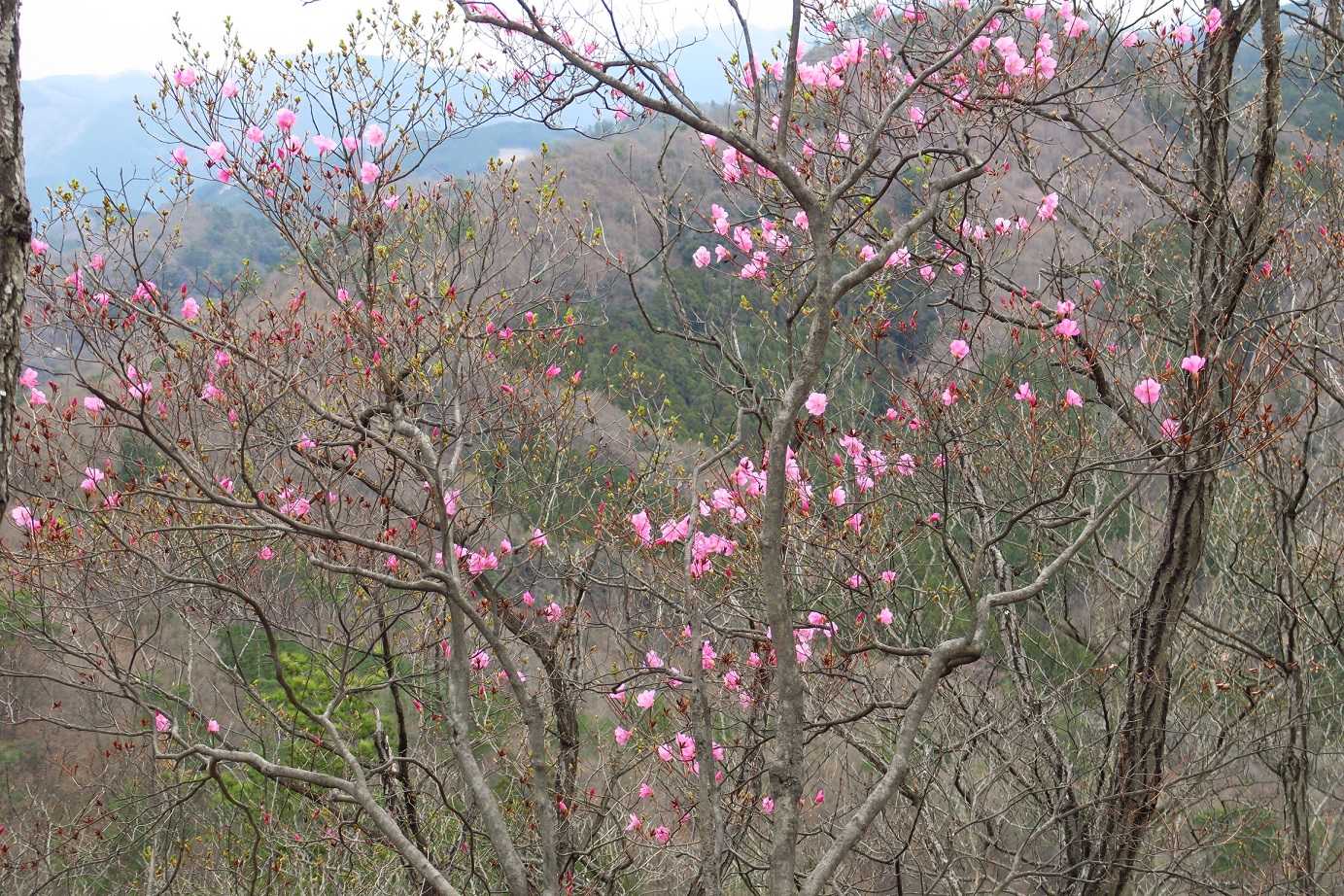 まだこんな感じで開花1～2割でしょうか、でも楽しめました。✨