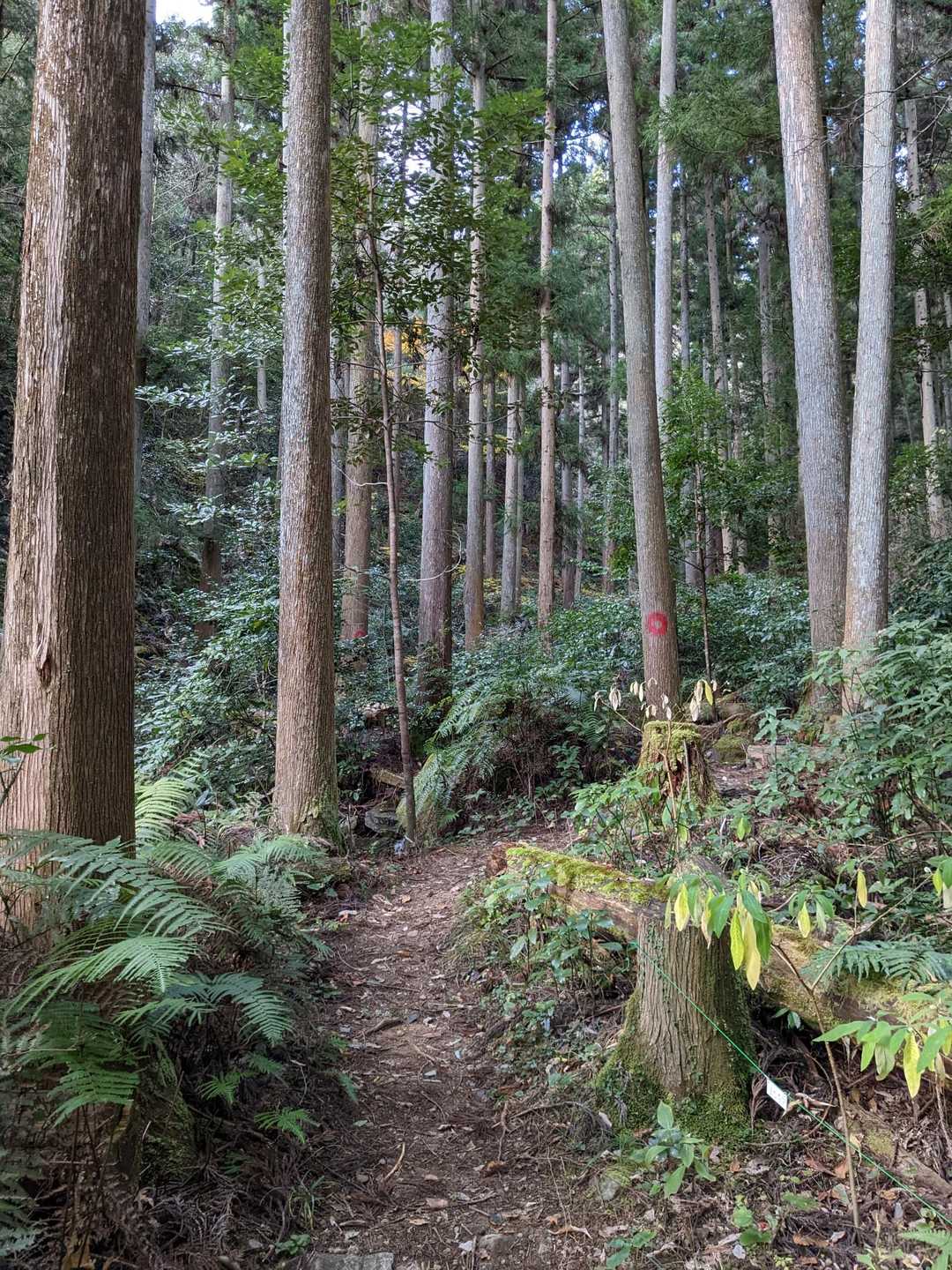 誕生山 周回コースの写真