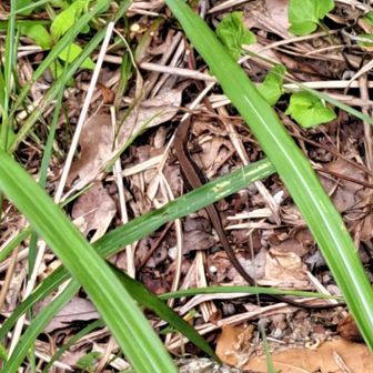 カナヘビ、もっと、デカカッコいい🦎いたけど、写真とらさしてくれず