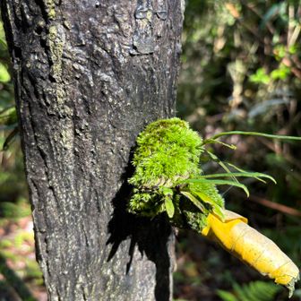苔の生え方こういう感じいいね👍