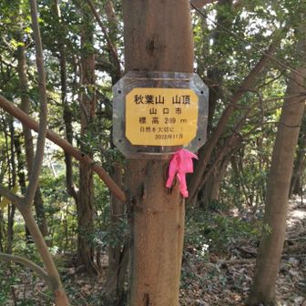下山直後数分で全く別のルートへ進み大ロス
道は来た道とそっくり