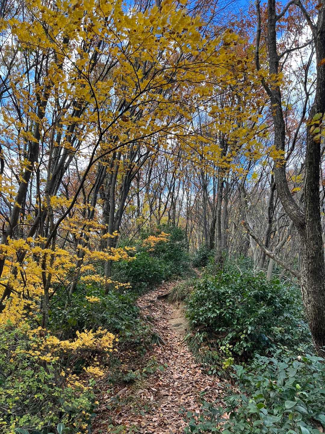 願文山からはまだ紅葉が🍁