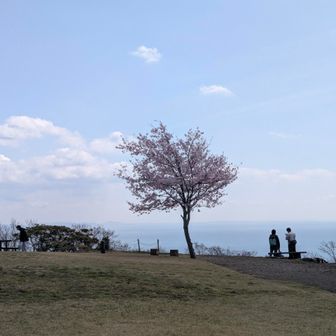 🌸の色が一際目を惹きました💓
桜の向こうは水平線✨️✨️