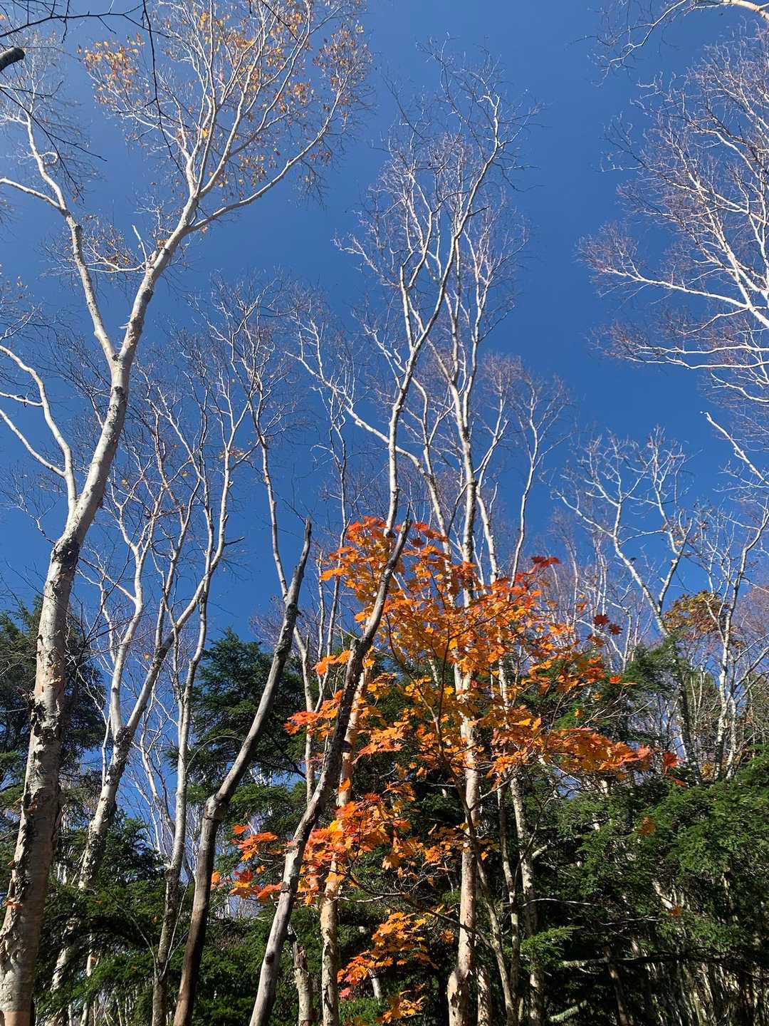 青空と紅葉🍁
オレンジ