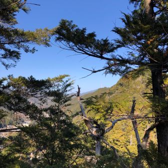 木が茂って何も見えません😕