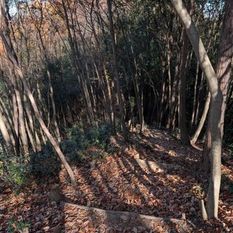 右奥でガサガサ音がした
(カモシーか！)
鳥が枯れ葉もっくり返す音より大きいし
暫くガサガサしてた

藪の中で見えーーーーん😭
🐗だと怖い

頑張って待ったけど
聞こえてきたのは

ナイスバーディ！の声だった
ｶﾞｸｯ
左側ゴルフ場だもんね
