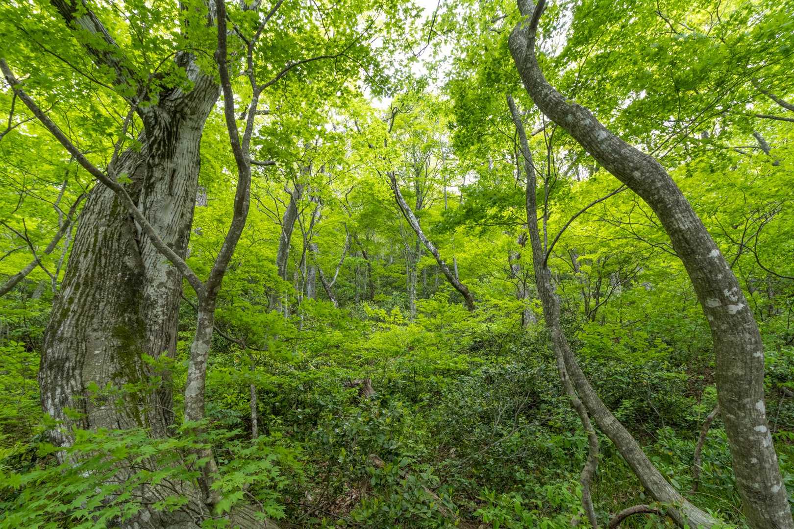 緑の中に吸い込まれそう。