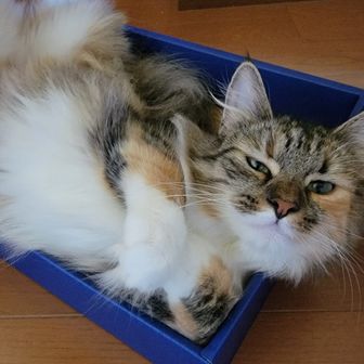 マーチングマーチ