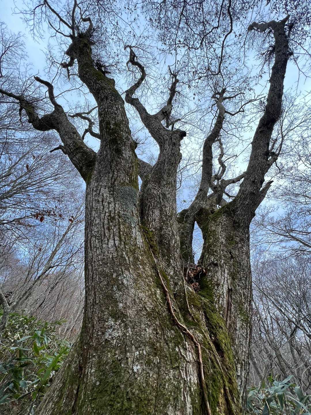 巨木　꒰◍ᐡ人ᐡ◍꒱