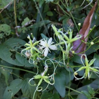 センニンソウ花と花後