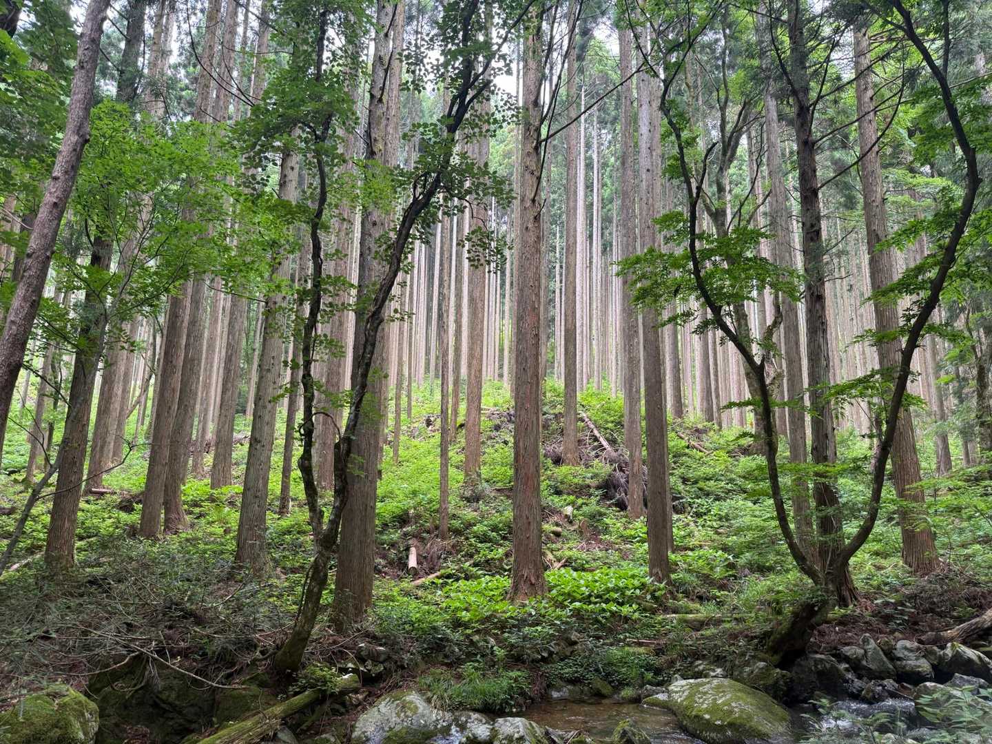吉和冠山 汐谷コースの写真