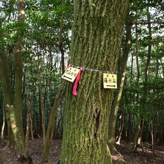 と、分岐を発見。