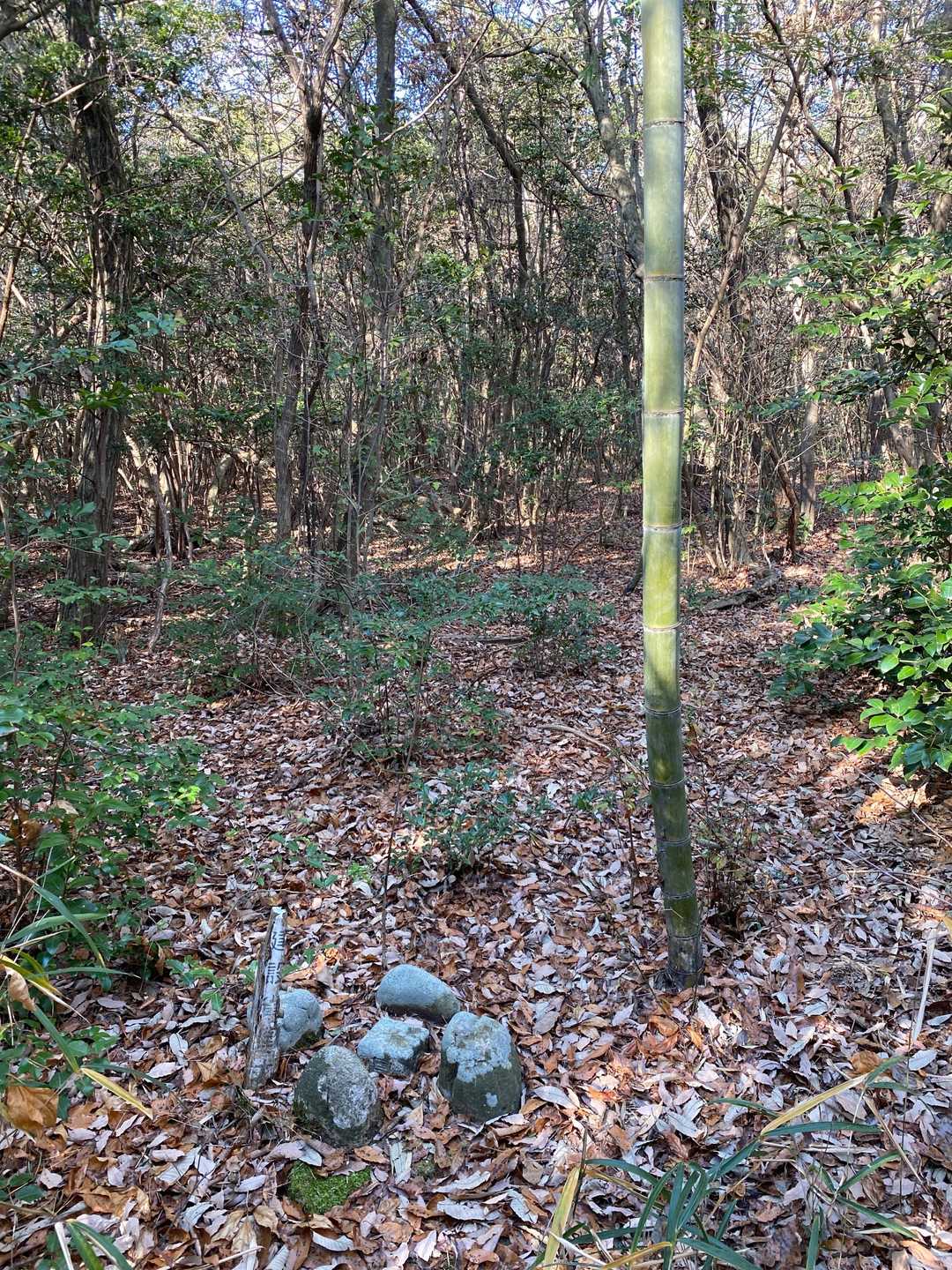 13座目の小倉山⛰
山頂看板はありません(^◇^;)