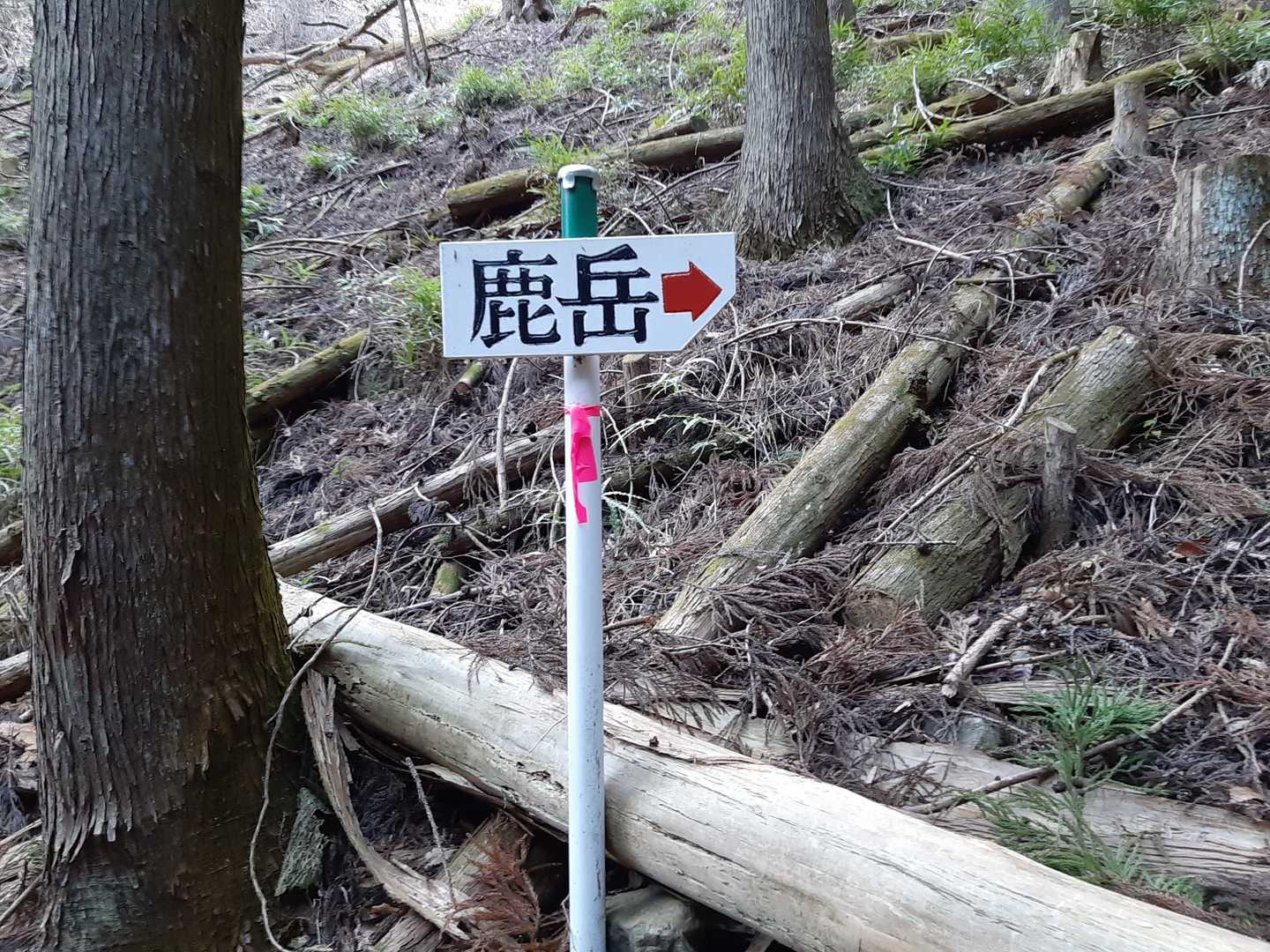 キレイな看板と