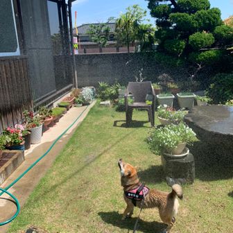 くわちゃん
