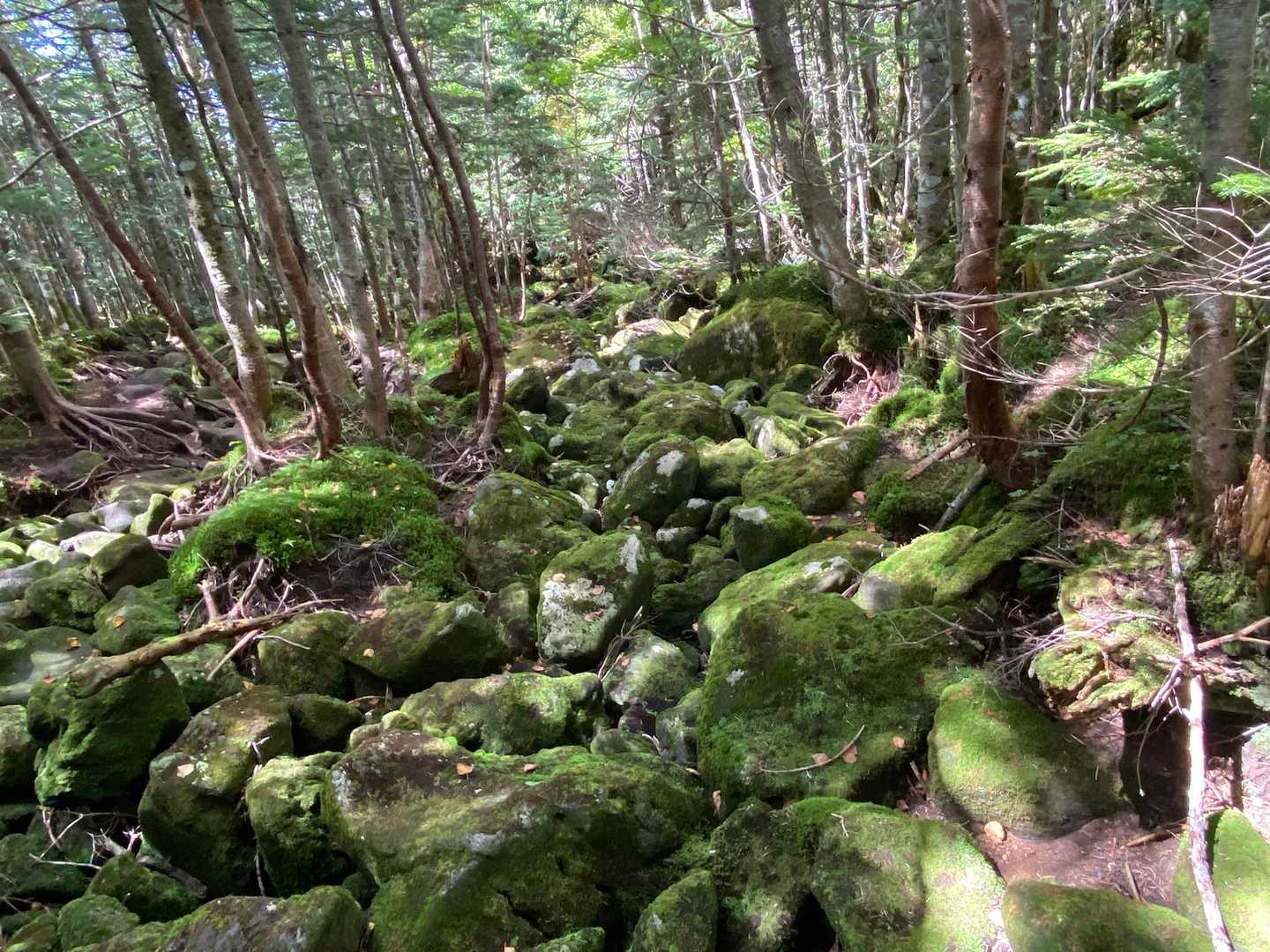 北八ヶ岳ですね✨