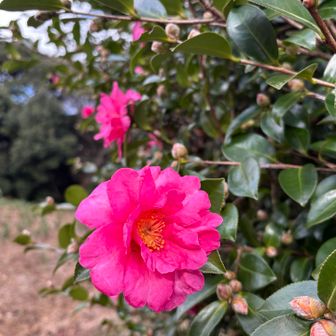 さざんか、咲き始めてました。つぼみたくさん🌸