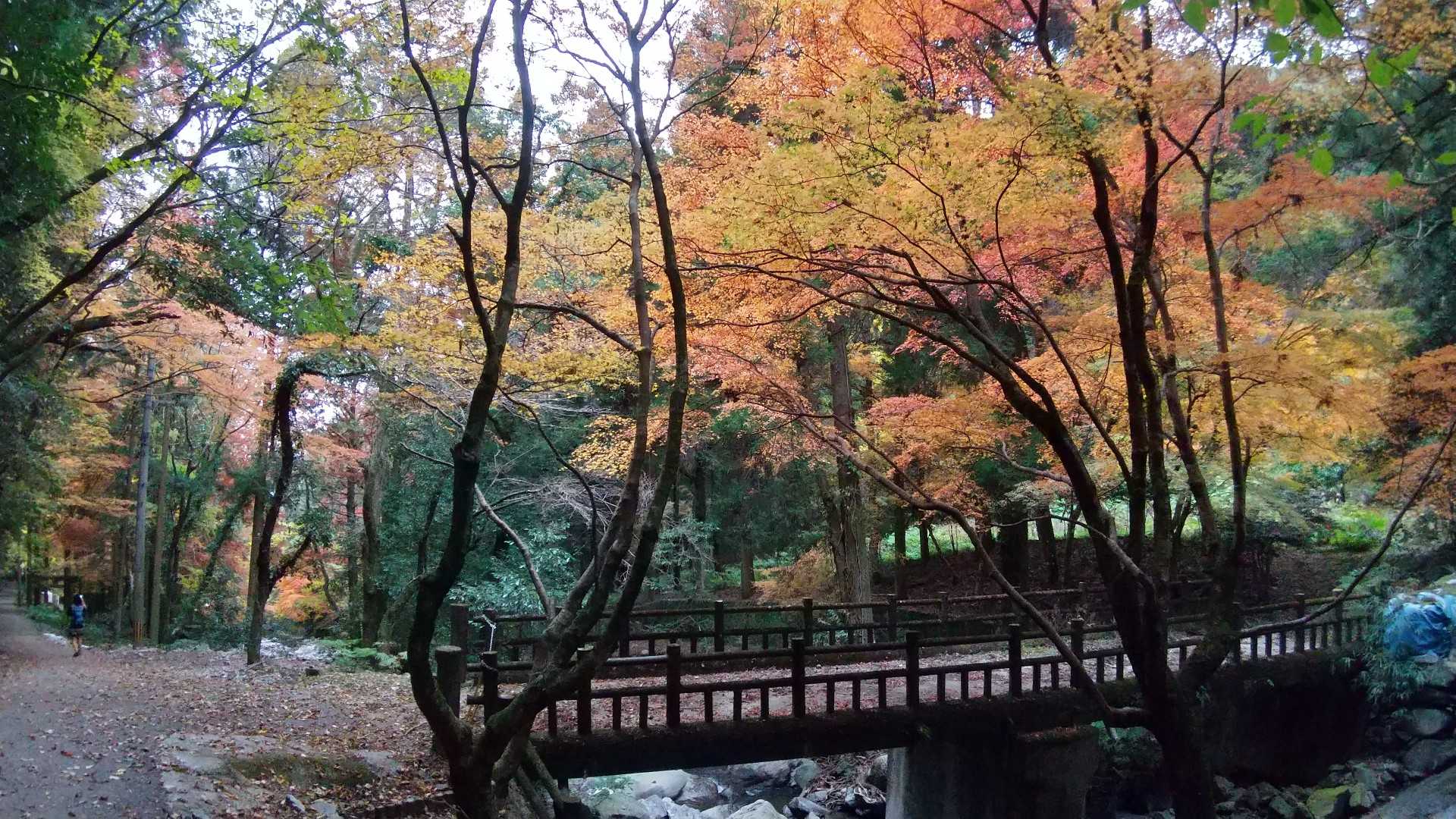 古処山-屏山-江川岳-宇土浦越-馬見山 往復コースの写真