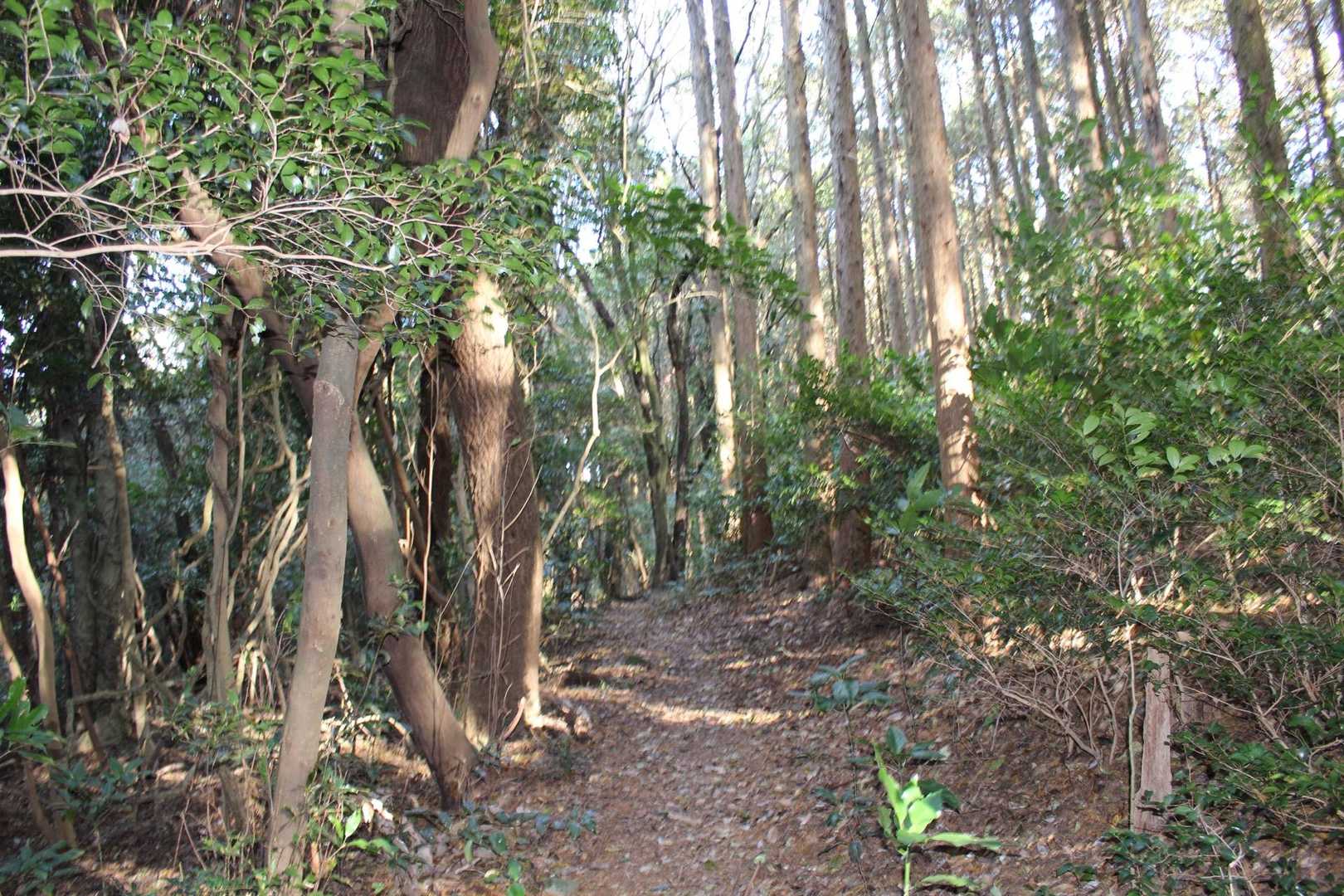 熊ノ岳-三ノ岳 往復コースの写真