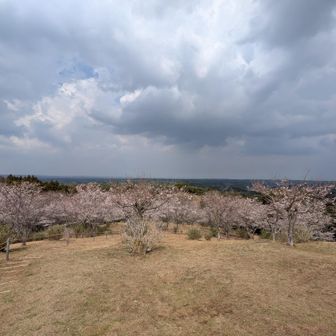 桜まつりは来週のようですが
それまで保つのでしょうか…