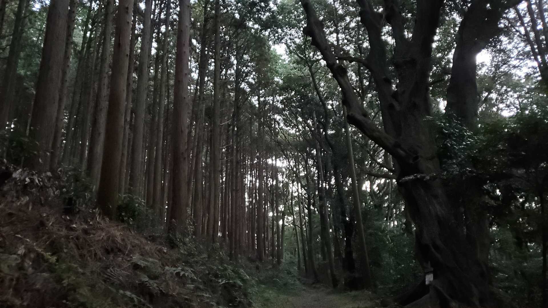 間場登山口-石巻山 往復コースの写真