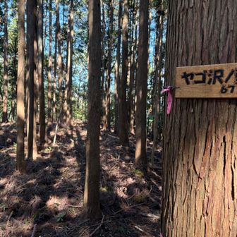 縦走路から少し外れて、ヤゴ沢ノ頭に寄り道。