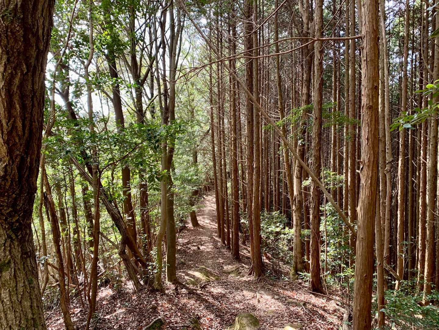 湯野観音岳登山口-湯野観音岳 周回コースの写真