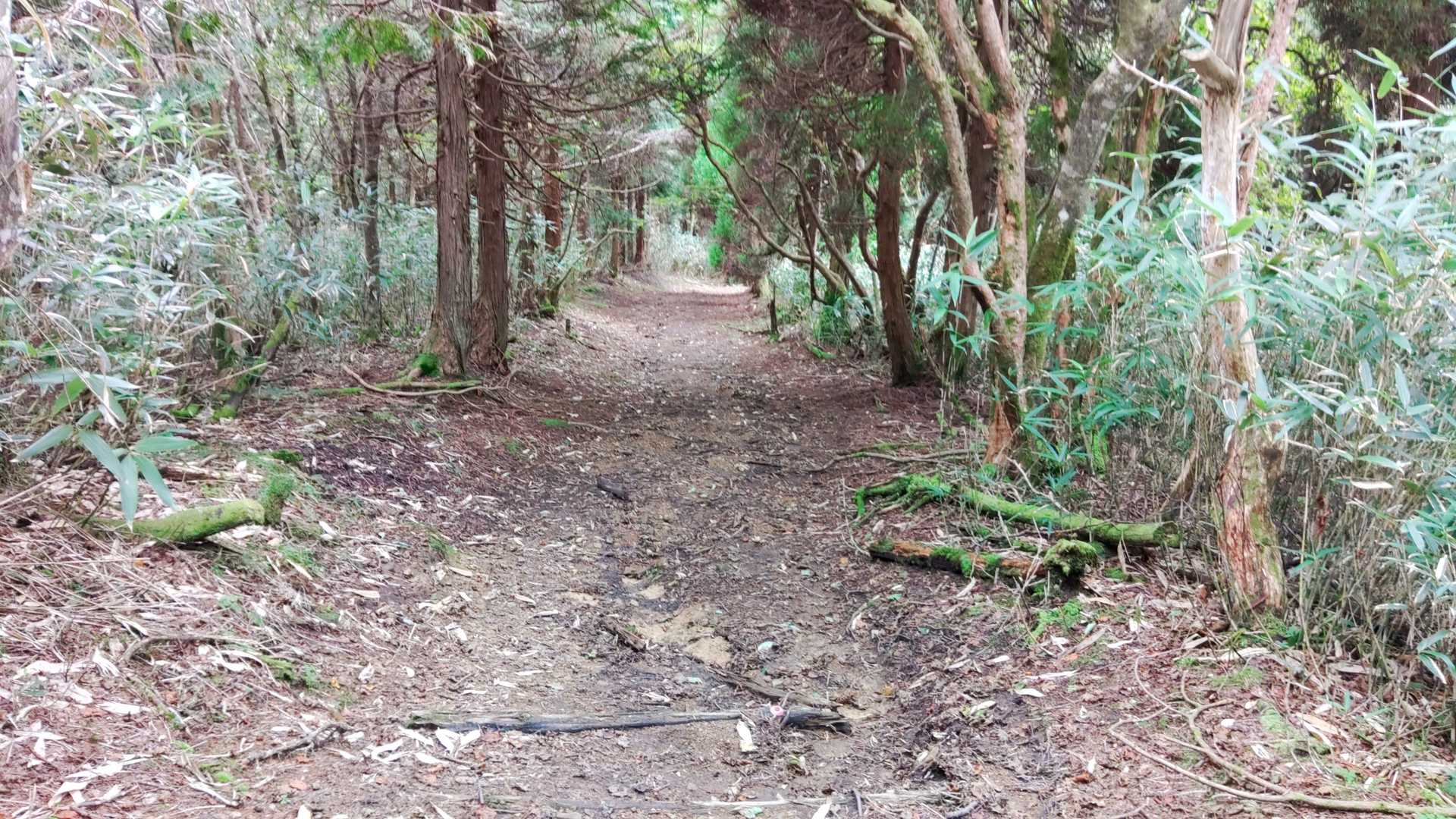 船木山登山口-船木山 往復コースの写真