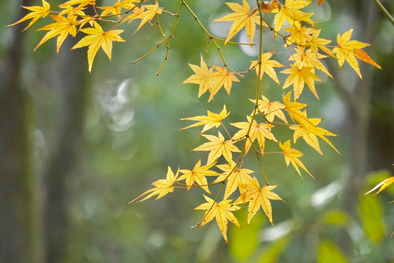 残っていました♪