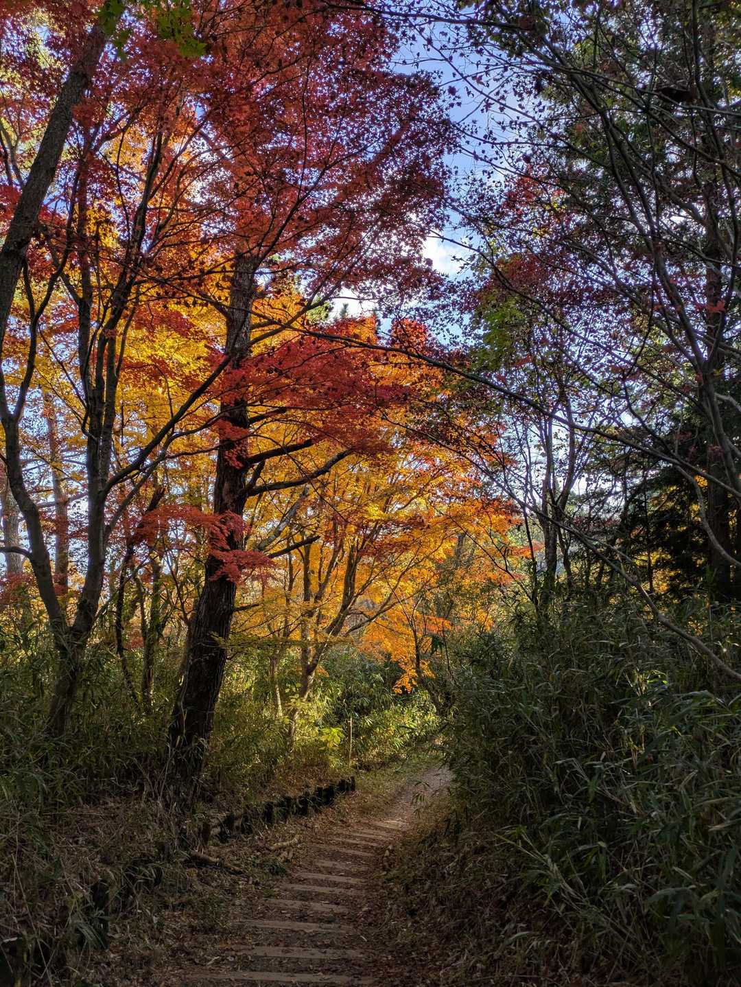 紅葉綺麗ね〜