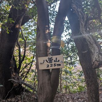 八菅山山頂、道からそれた林の中にあります。