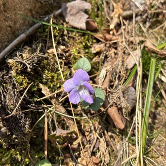 見て見て。と言わんばかりのスミレを1枚